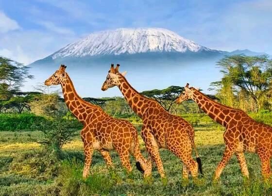 Best Tours and Travel Company