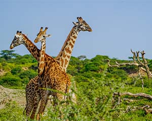 tanzania safaris