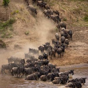 wildbeest