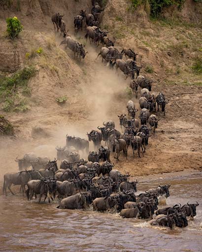 wildbeest