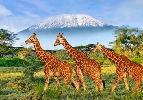 Best Tours and Travel Company